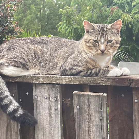 Tabby DSH lost 13 feb 2023
